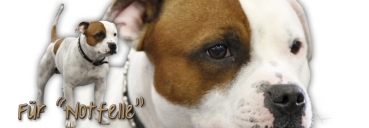 Spardose Staffordshire Bullterrier